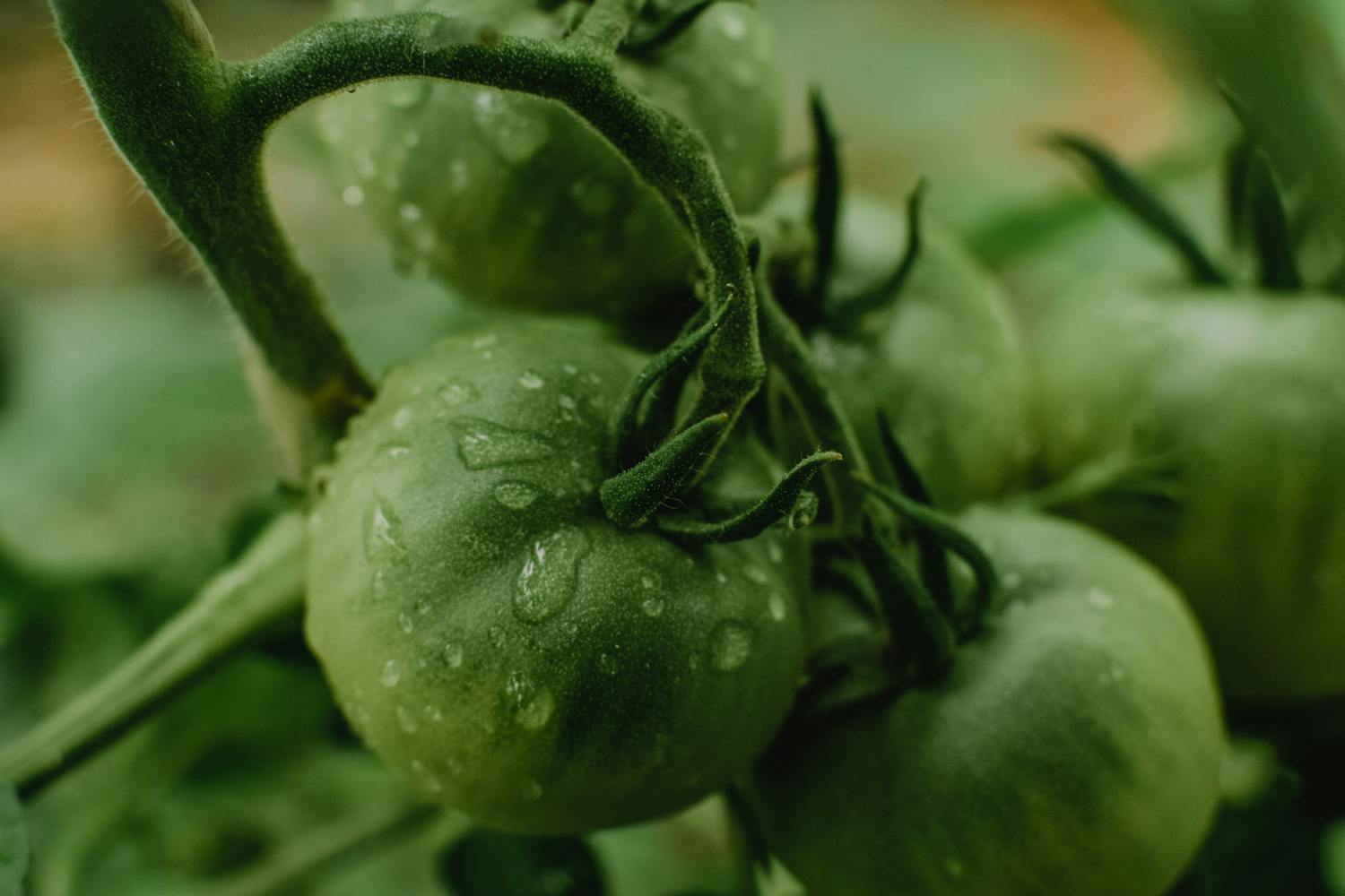 Cel mai bun aparat de legat via și legumele