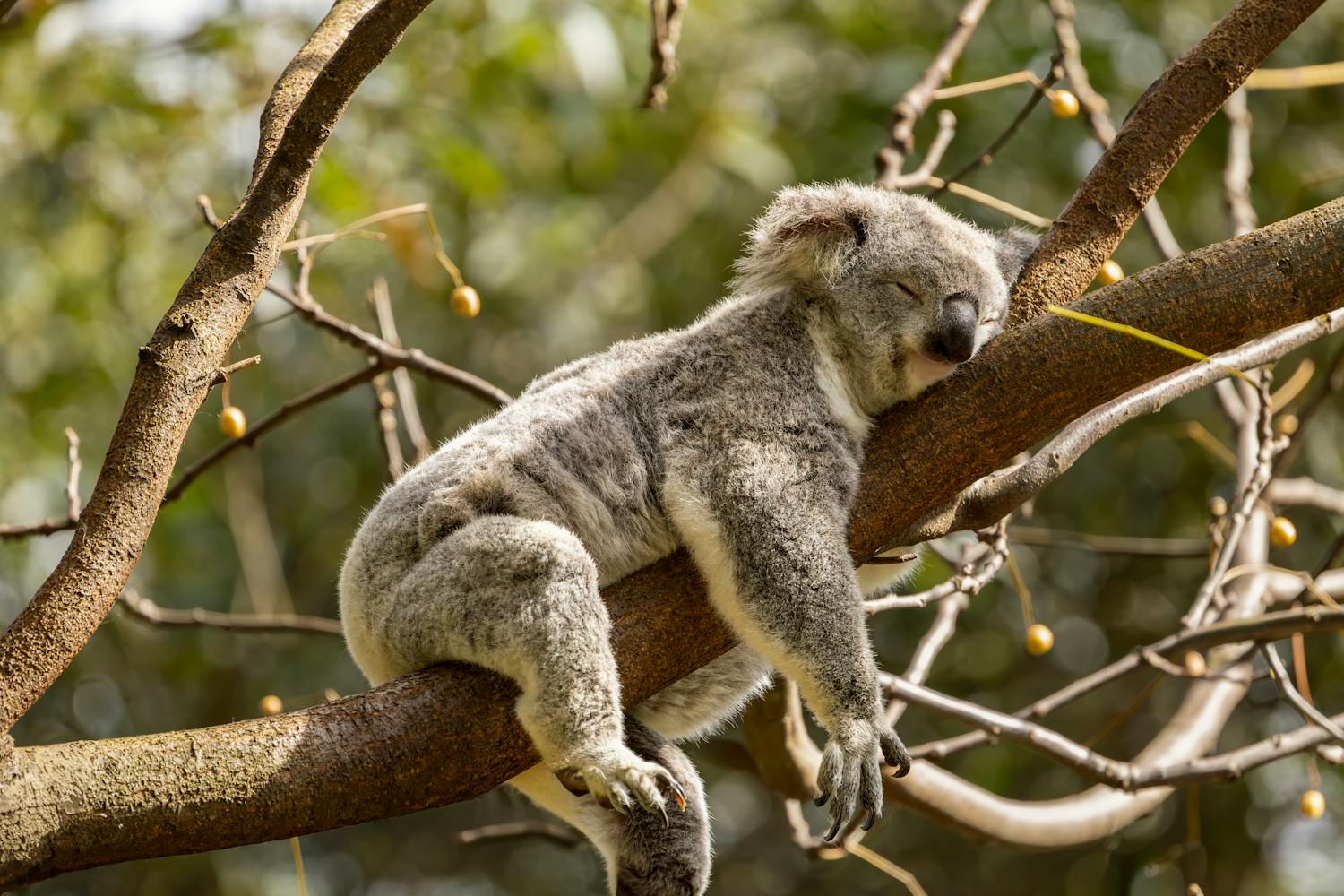 Cel mai bun tocator de crengi